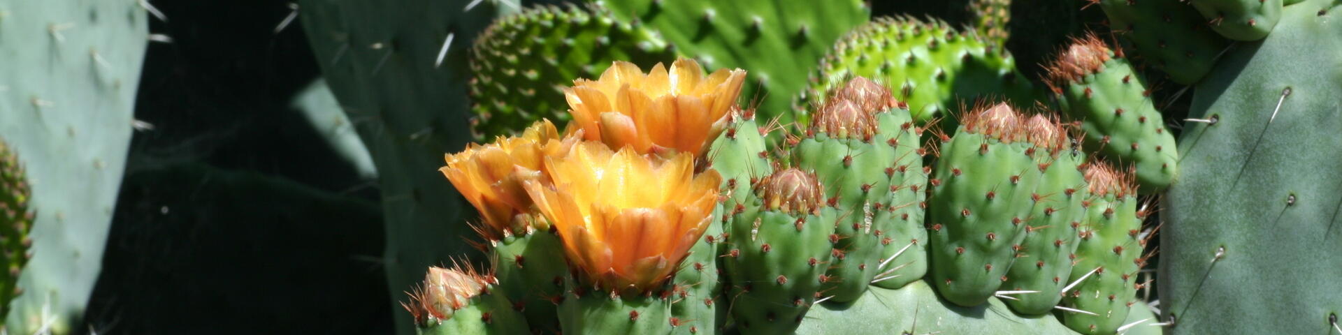 Andalucia cactus