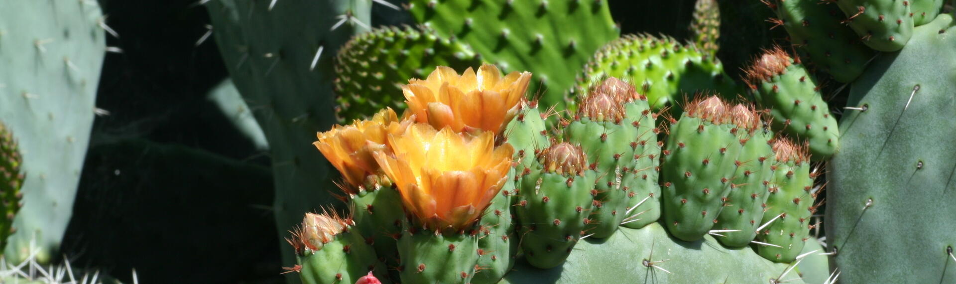 Cactus de andalucia