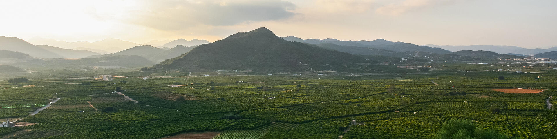 Tangerine plantation, Valencia