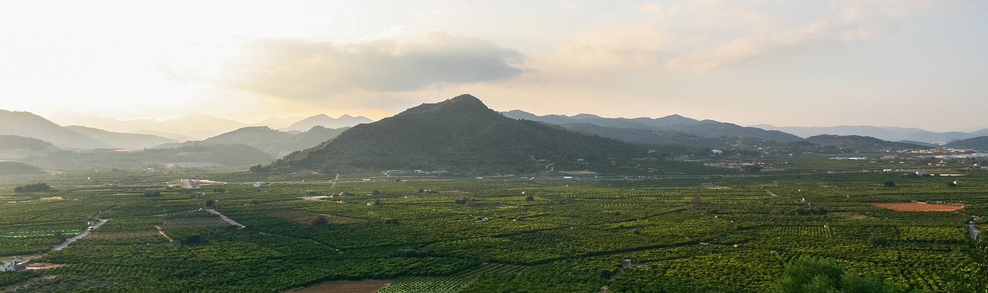 Tangerine plantation, Valencia