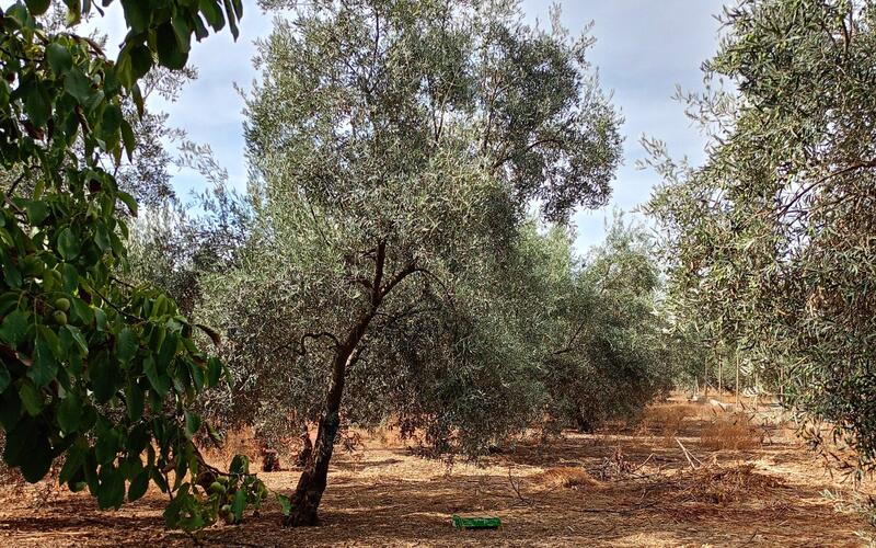 3 bedroom Country House for sale 3 bedroom Country House for sale