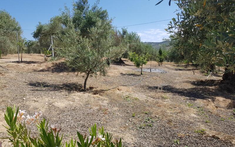 3 chambre Local Commercial à vendre