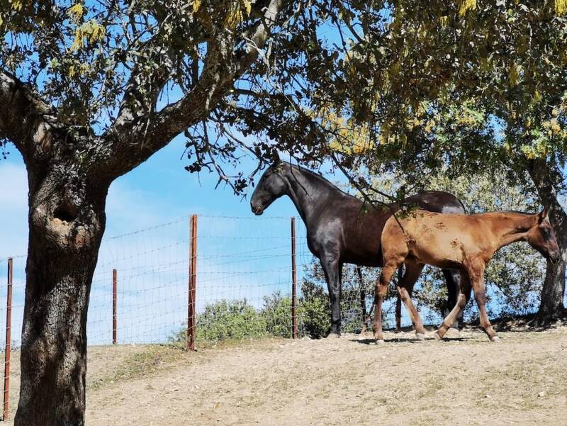 6 slaapkamer Landhuis Te koop