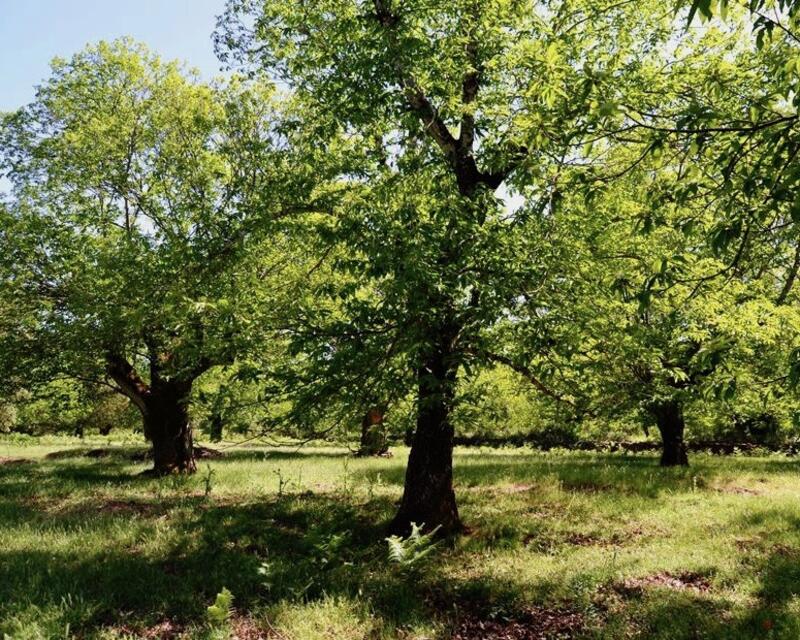 3 chambre Auberge à vendre