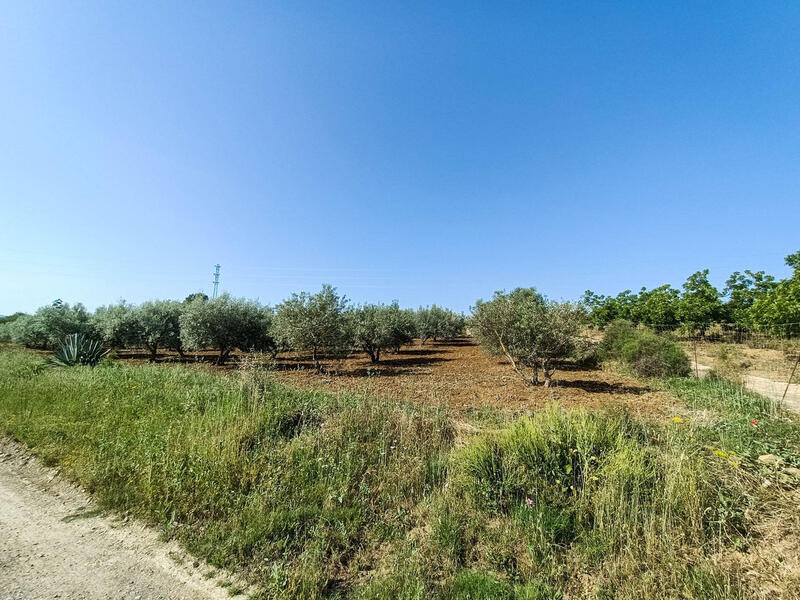 Lantställe till salu i Coin, Málaga