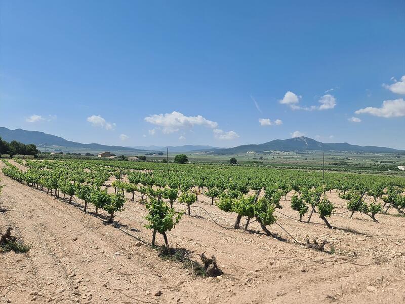 Land for sale in Salinas, Alicante