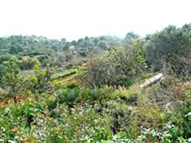 Land for sale in Denia, Alicante