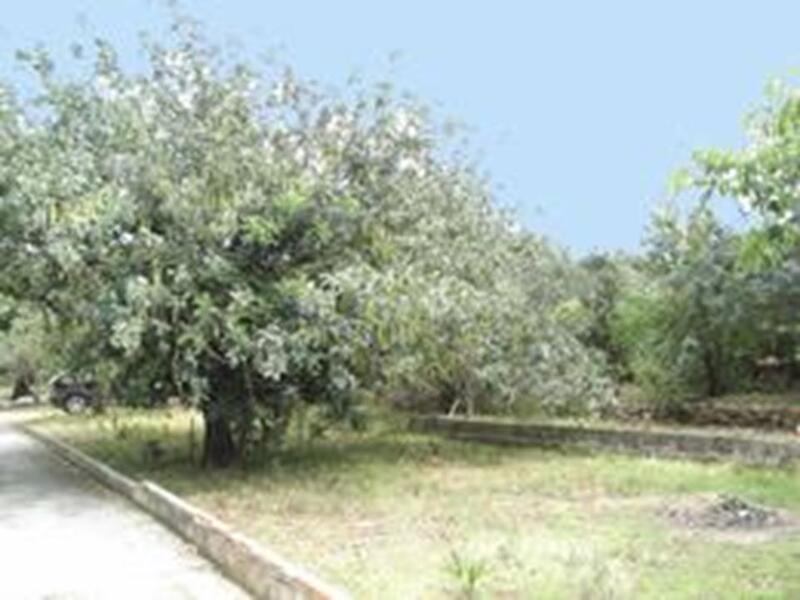 Land for sale in Denia, Alicante