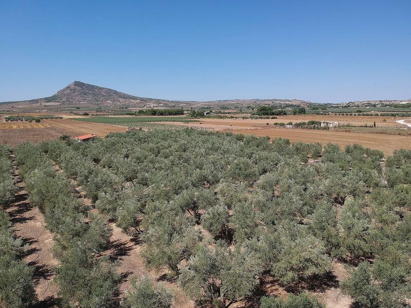 Land for sale in Caudete, Alicante