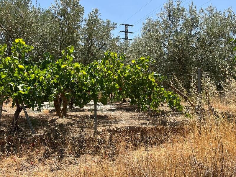 Casa de Campo en venta