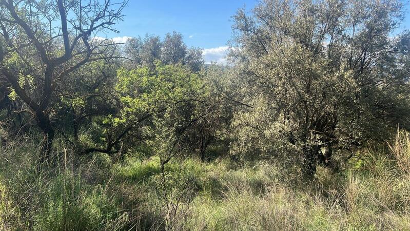 Casa de Campo en venta en El Valle, Granada