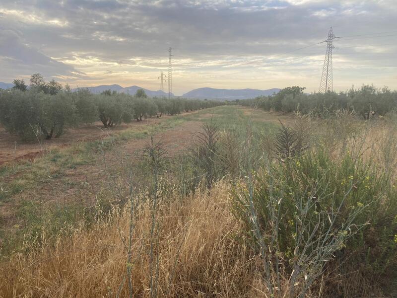 Lantställe till salu i Albolote, Granada