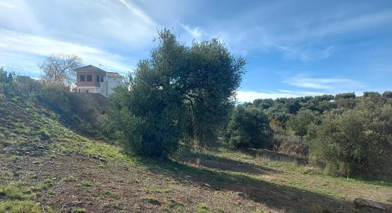 3 chambre Terrain à vendre