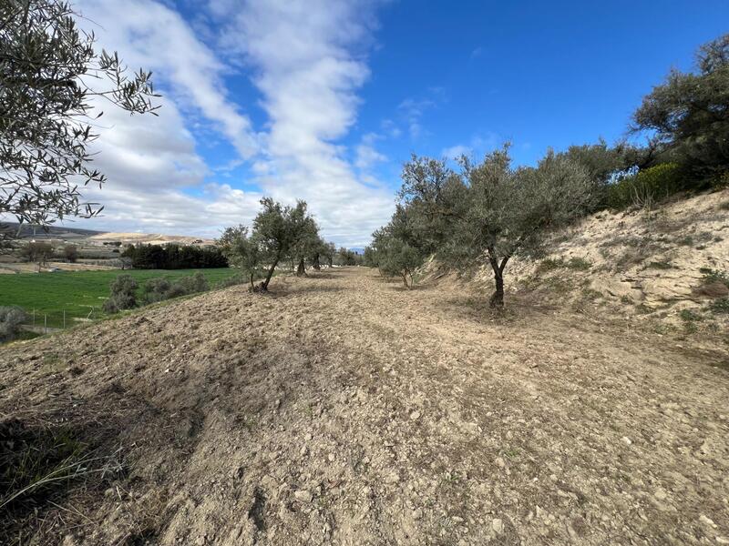 Terrenos en venta en Alhendin, Granada