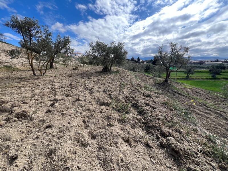 Terrenos en venta