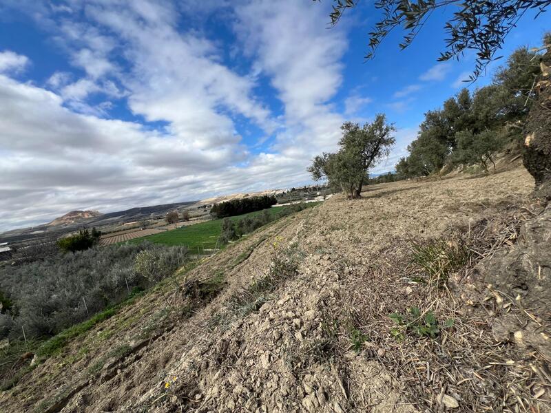 Terrenos en venta