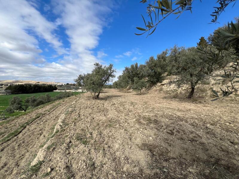 Terrenos en venta