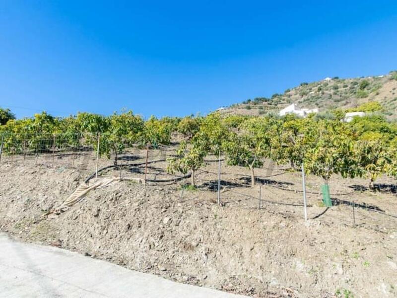 3 Cuarto Casa de Campo en venta