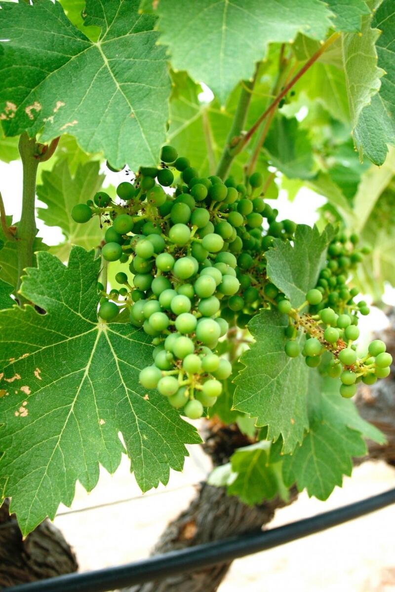 6 Cuarto Villa en venta 6 Cuarto Villa en venta