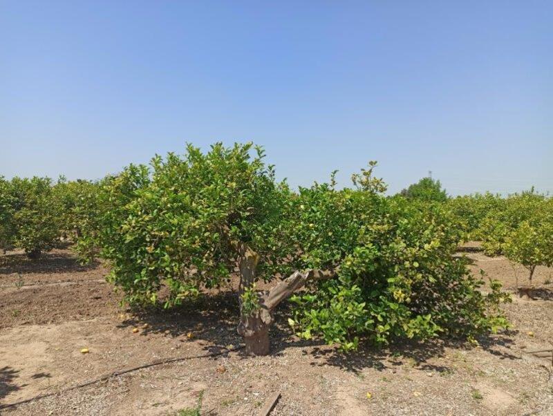 6 bedroom Country House for sale