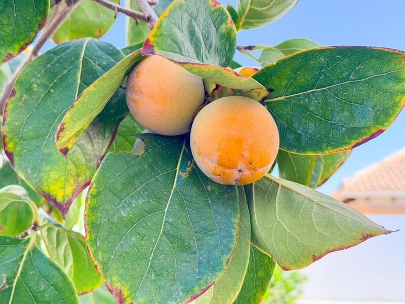 6 bedroom Villa for sale