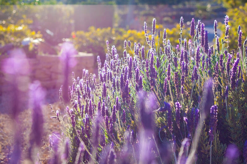 8 Cuarto Casa de Campo en venta