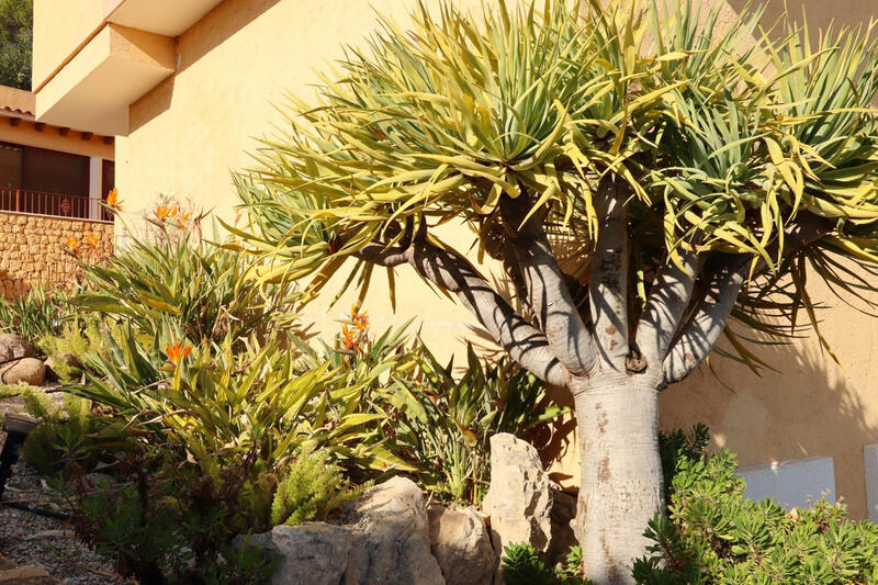 5 soveværelse Villa til salg 5 soveværelse Villa til salg