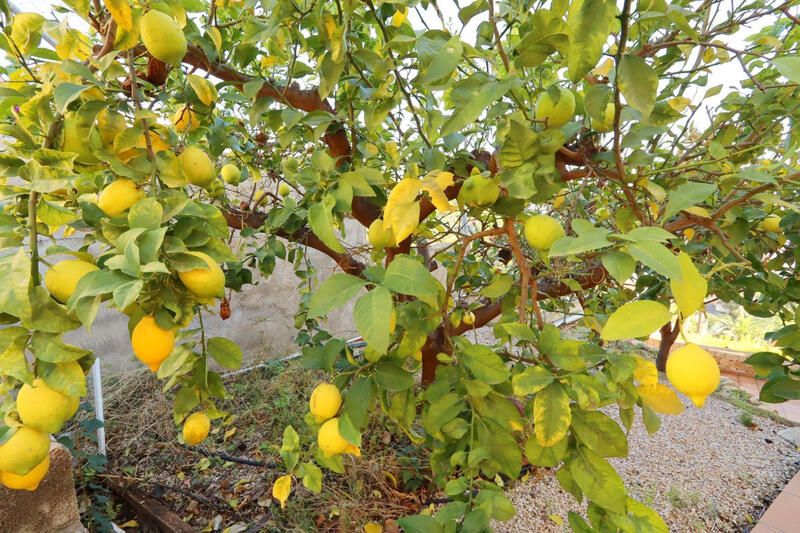 5 soveværelse Villa til salg 5 soveværelse Villa til salg