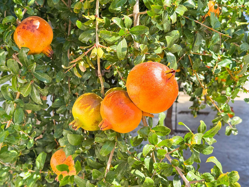 6 soverom Villa til salgs