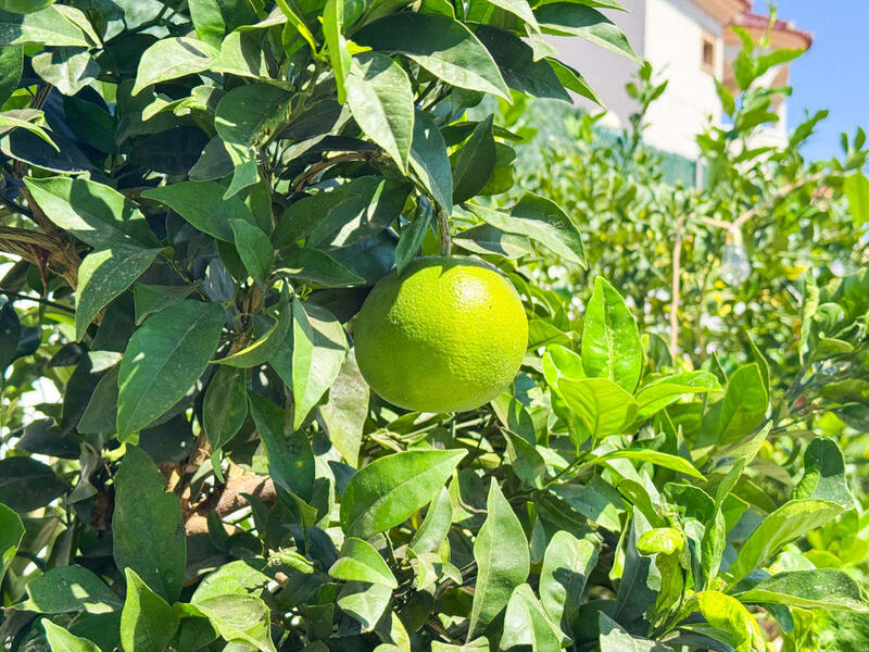 6 chambre Villa à vendre