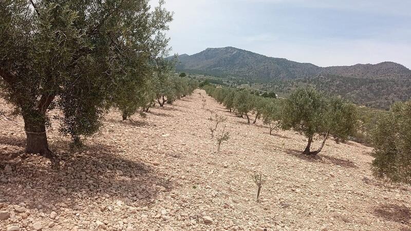 земля продается в Salinas, Alicante