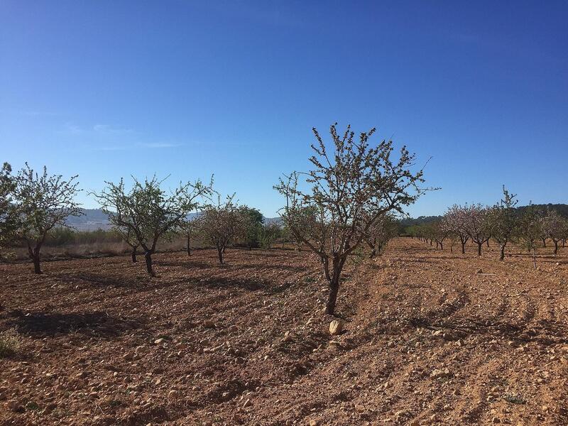Land til salgs i Salinas, Alicante