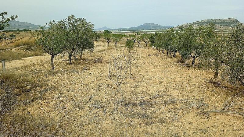 Land for sale