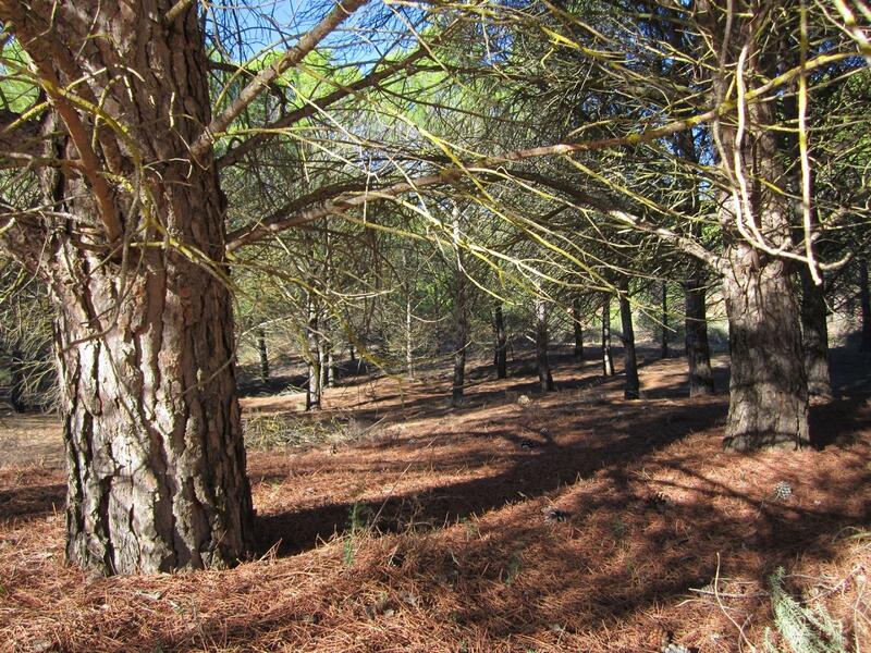 Land for sale in Yecla, Murcia