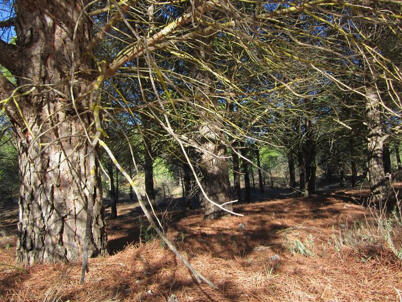 Land for sale
