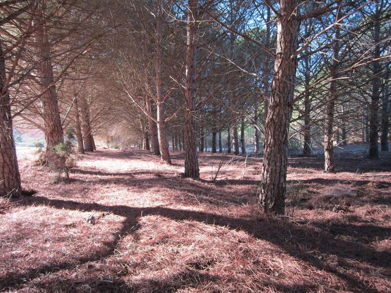 Land for sale