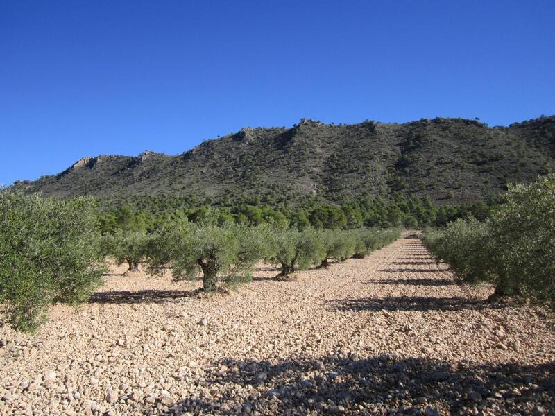 Grundstück zu verkaufen in Yecla, Murcia