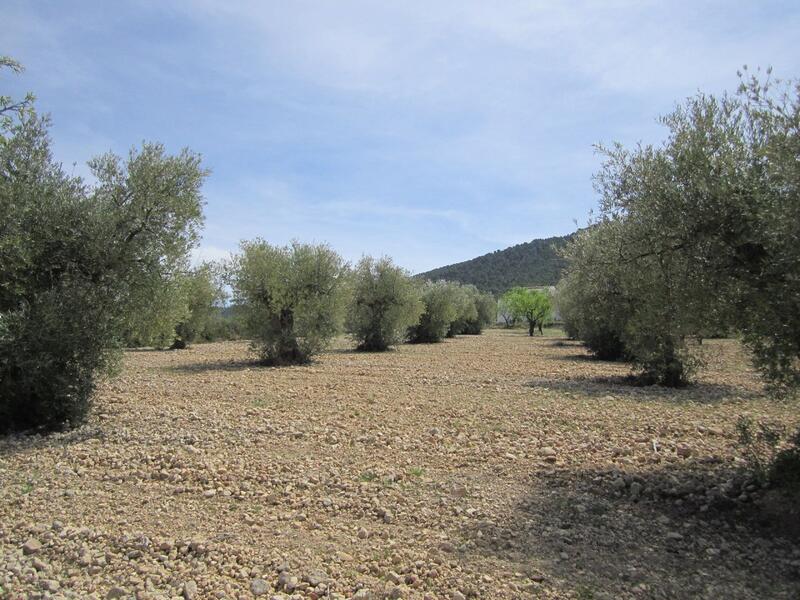 Land for sale