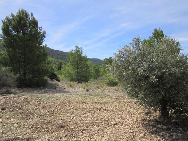 Land for sale