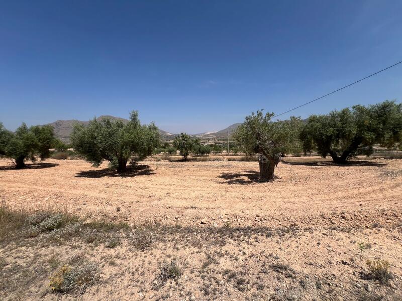 Land for sale in Barbarroja, Alicante