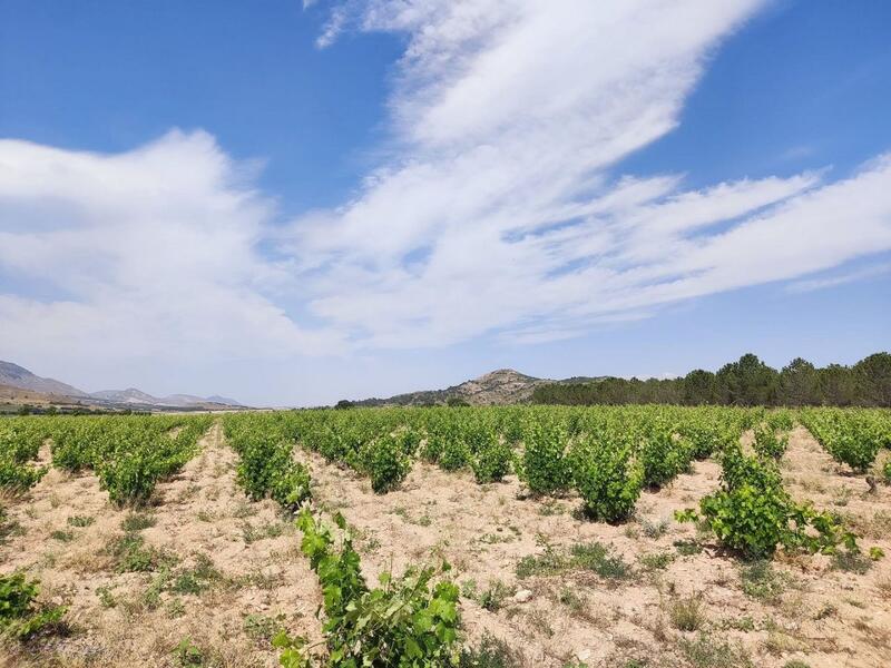 6 Cuarto Casa de Campo en venta