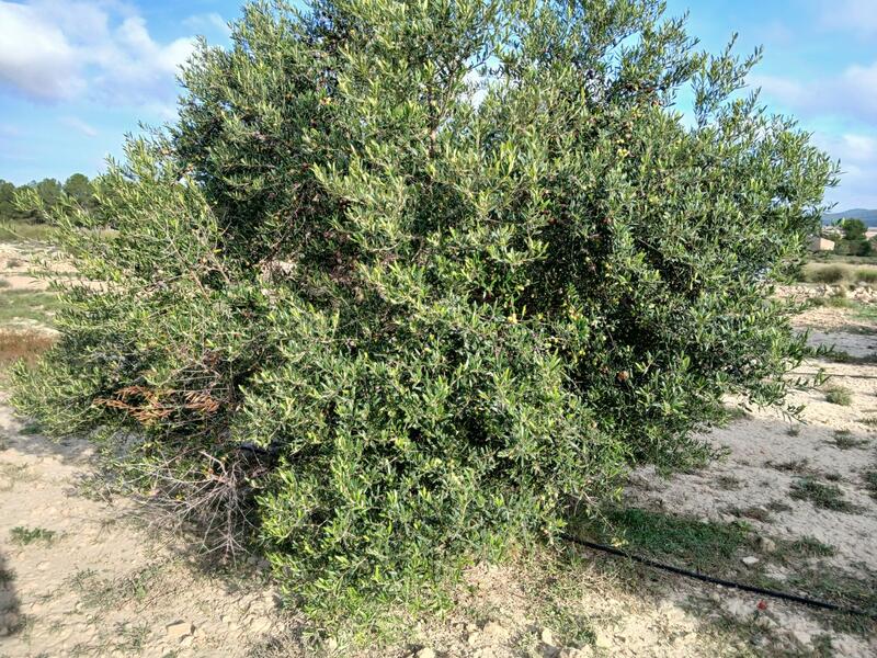 Land Te koop