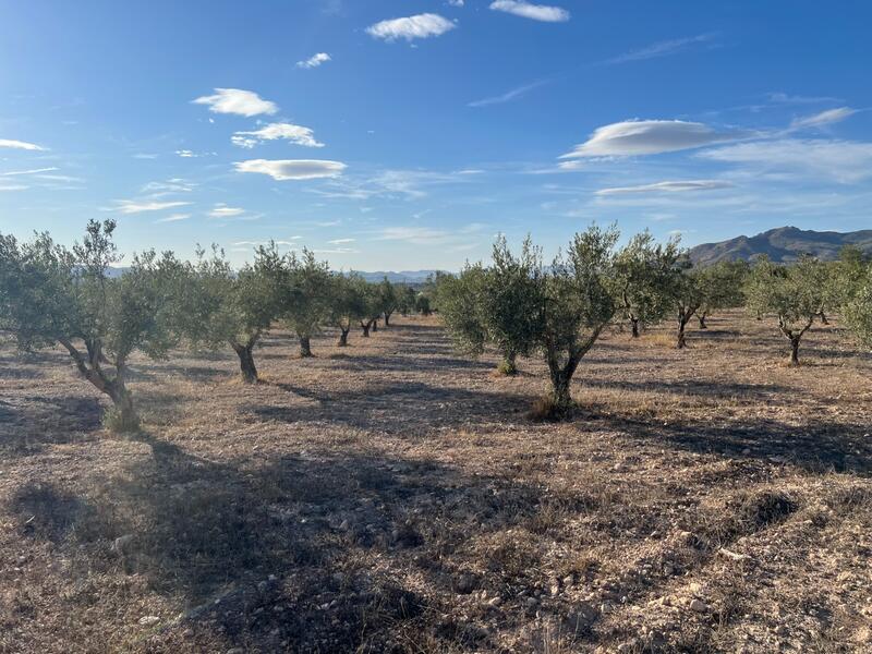 1 bedroom Country House for sale