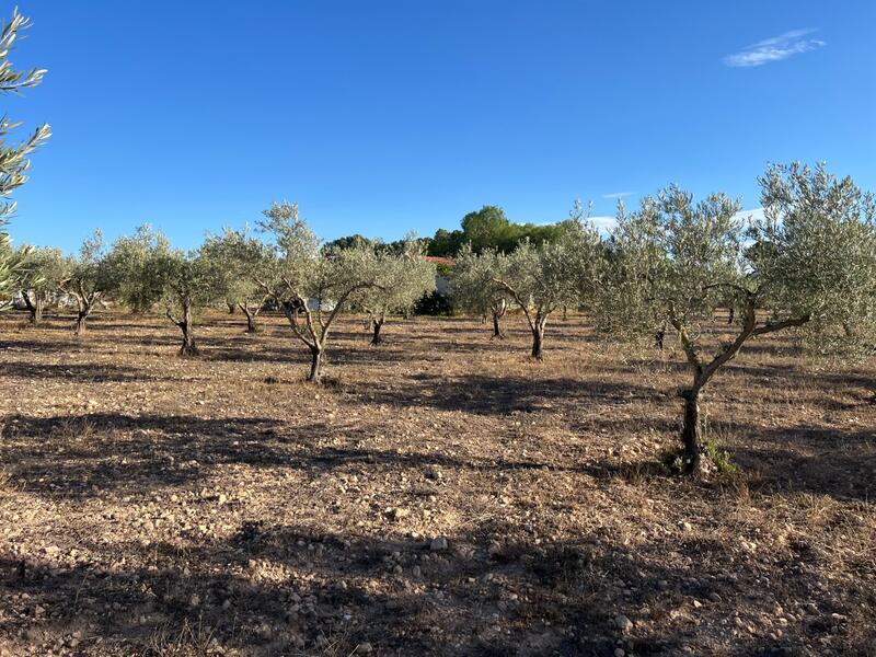 1 bedroom Country House for sale