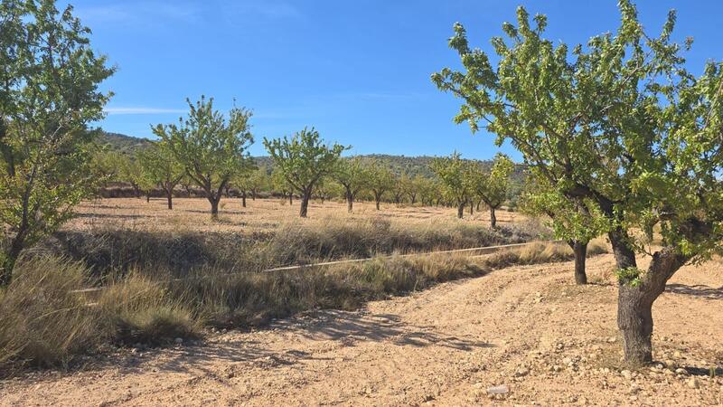 Grundstück zu verkaufen in Salinas, Alicante