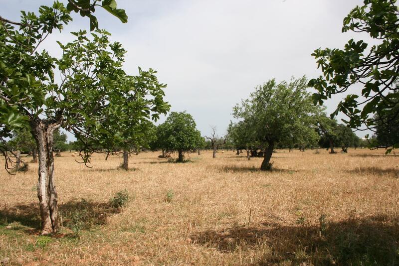Villa for sale