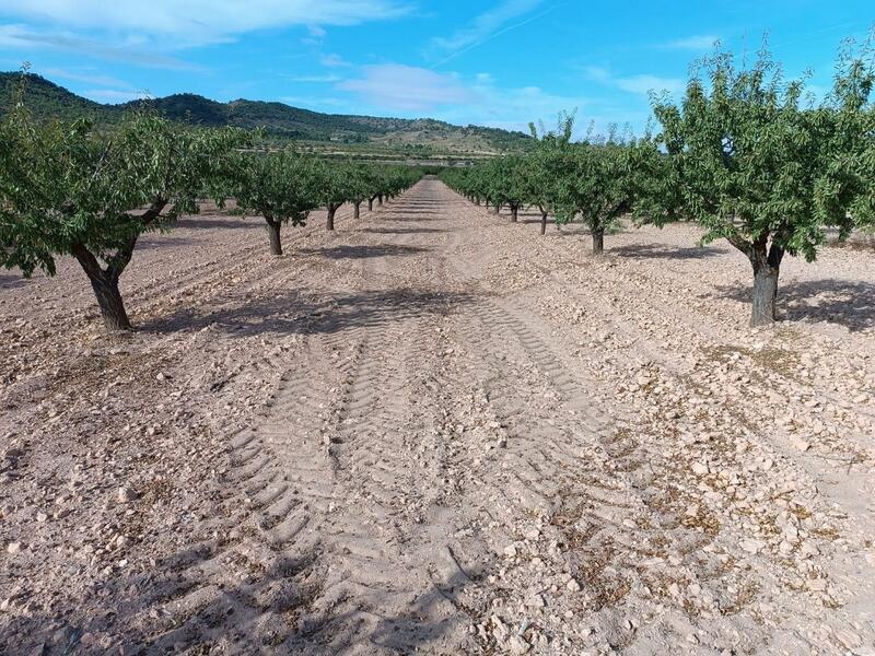 Land for sale