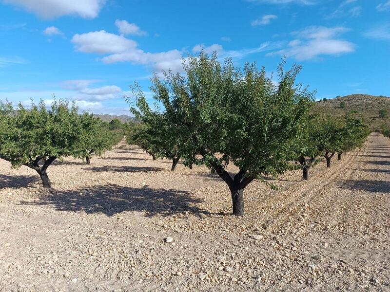 Land for sale