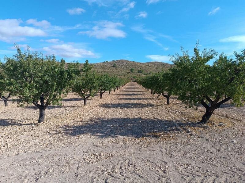 Land for sale