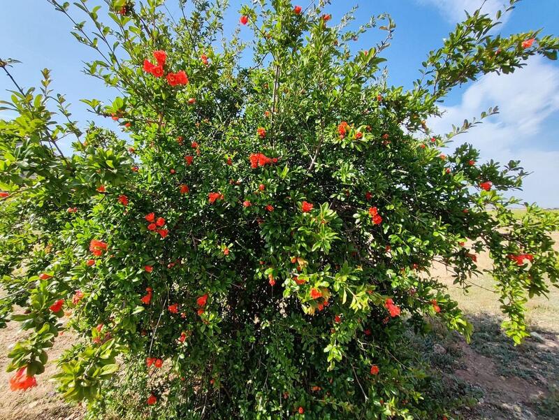 5 bedroom Country House for sale 5 bedroom Country House for sale